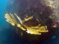 Elkhorn Coral (4')